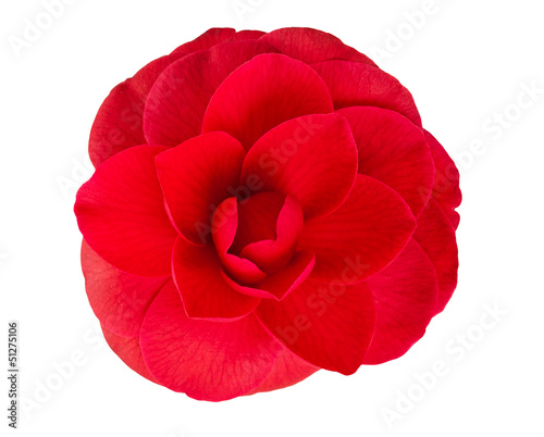 Photo camellia flower