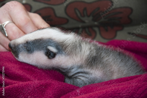 An orphaned badger (Meles meles) baby