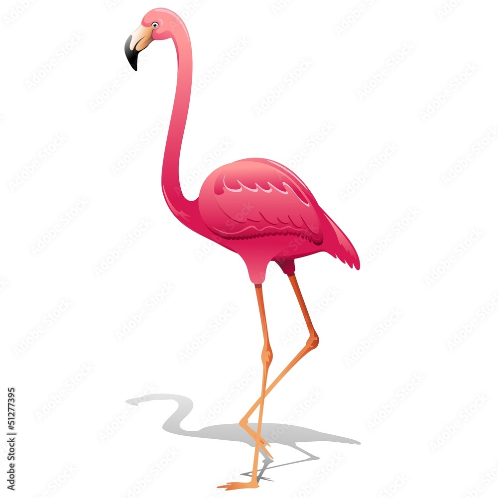 Obraz premium Pink Flamingo-Fenicottero Rosa-Vector