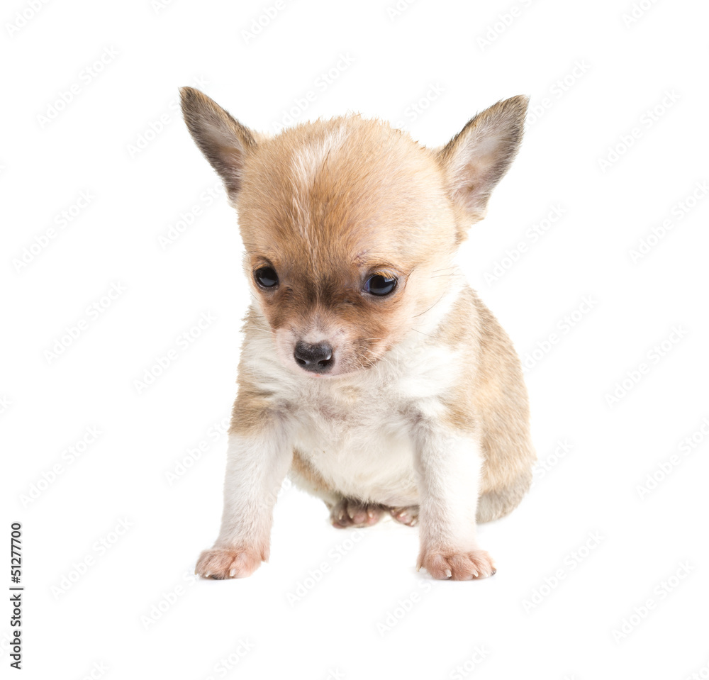 Obraz premium Chihuahua