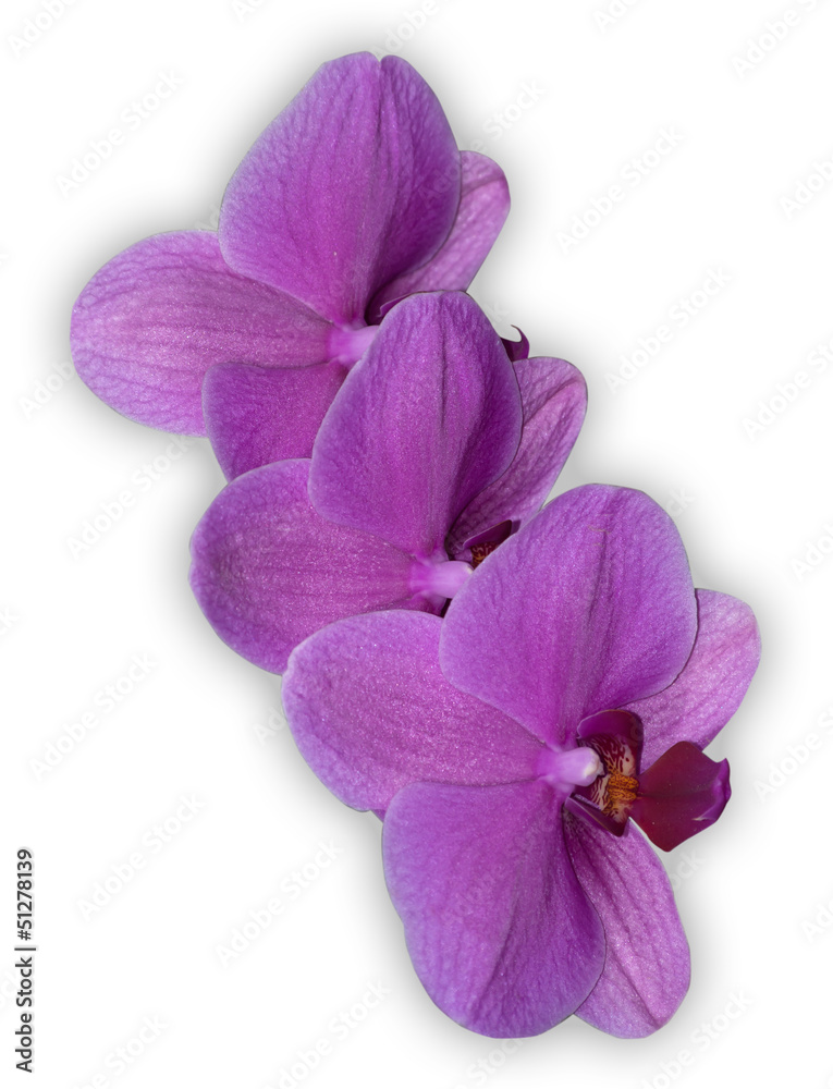 Fototapeta premium Orchid