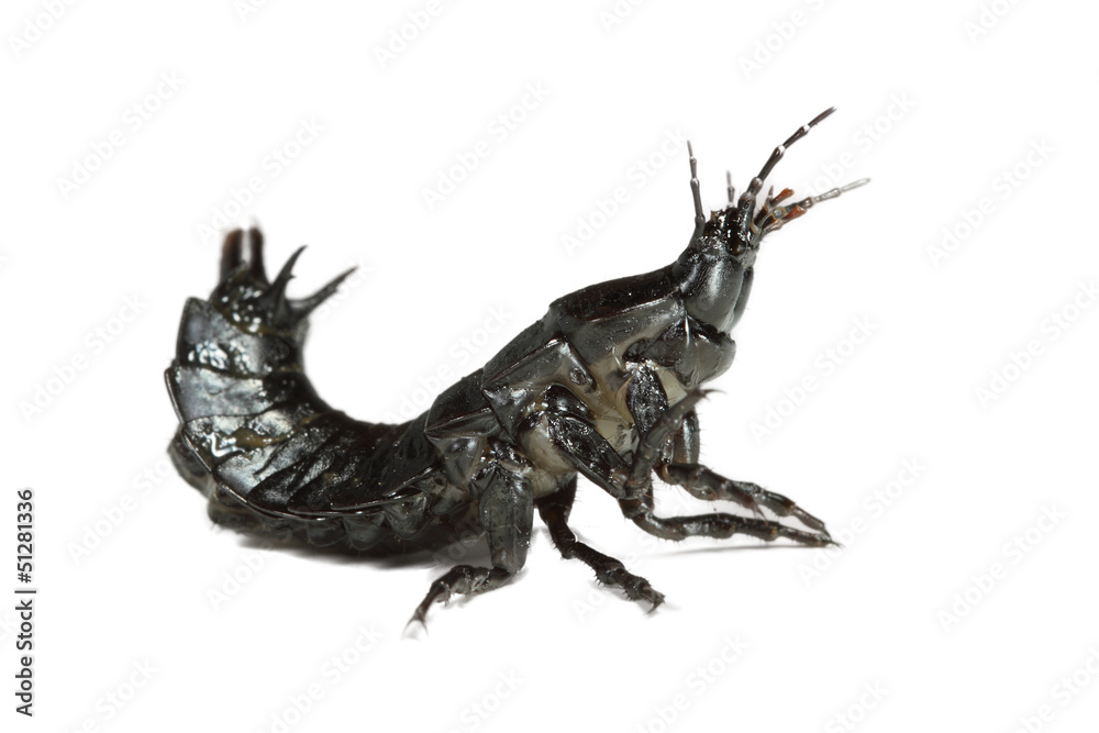 Fototapeta premium Ocypus en fondo blanco