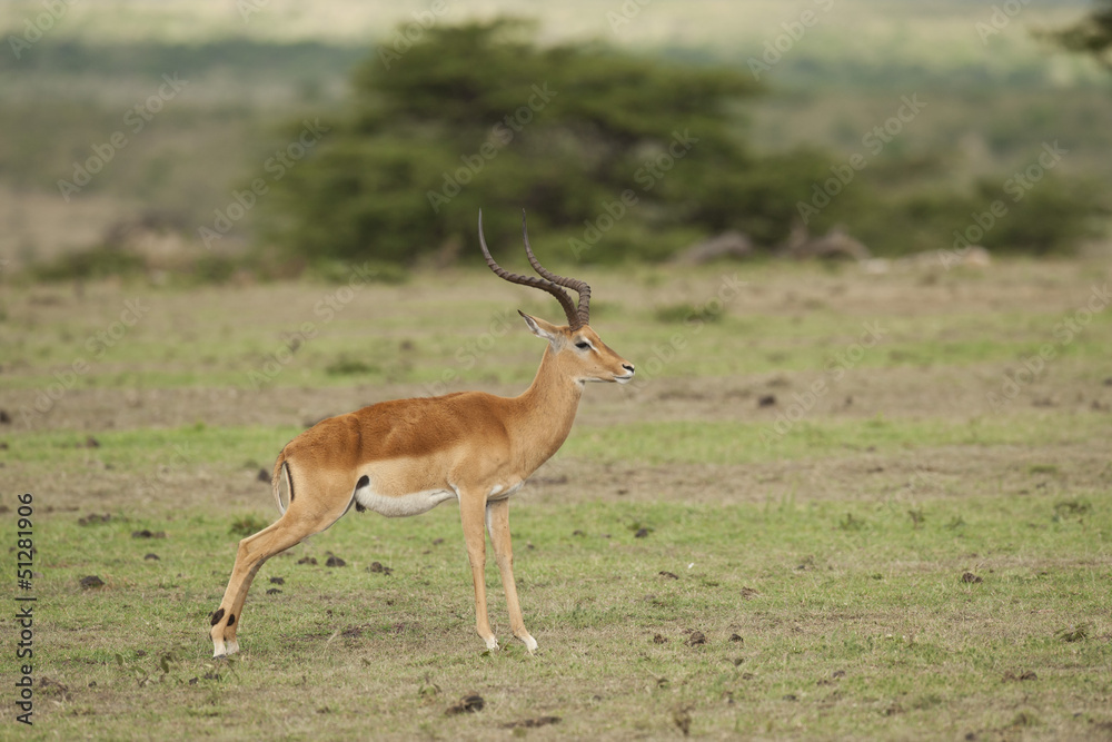 Impala Munching in the Savannah Impala Munching in the Savannah