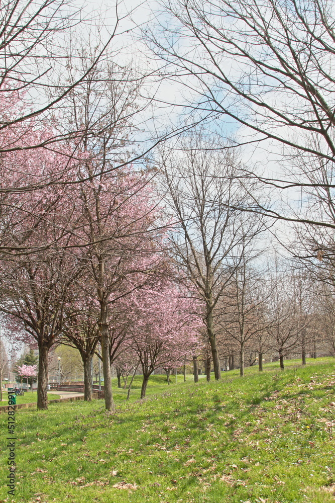 Inizio di primavera in un parco cittadino