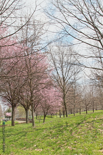 Inizio di primavera in un parco cittadino