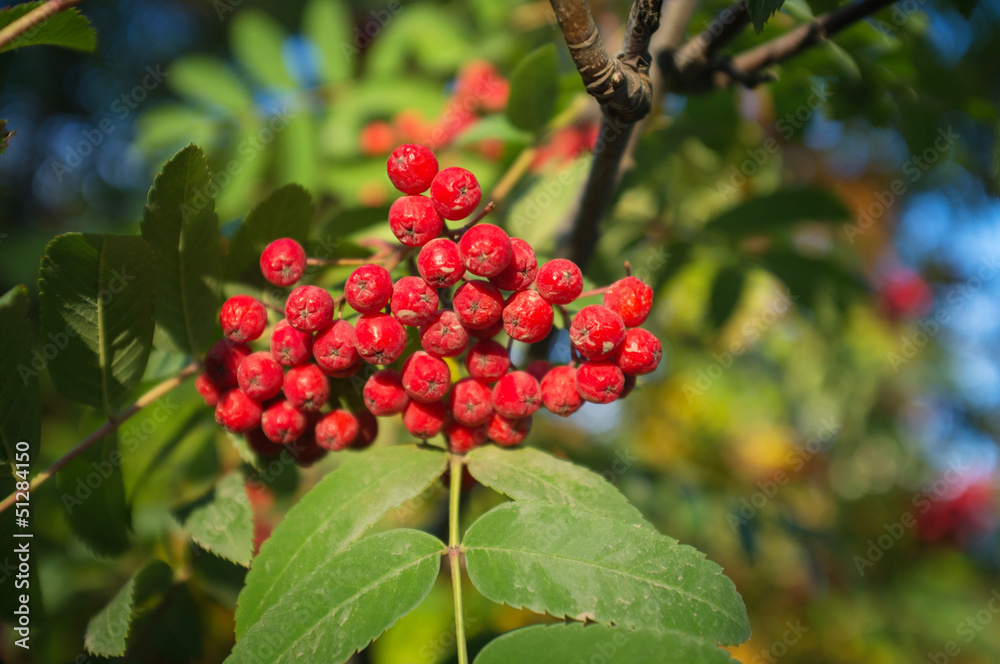 Autumn red rowan berries