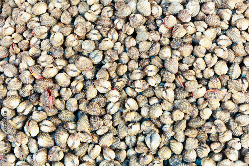Fresh raw clams a market at Thailand, Asia Fresh raw clams a market at Thailand, Asia