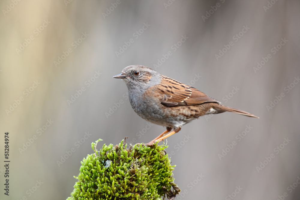 Naklejka premium Pájaro acentor en una rama