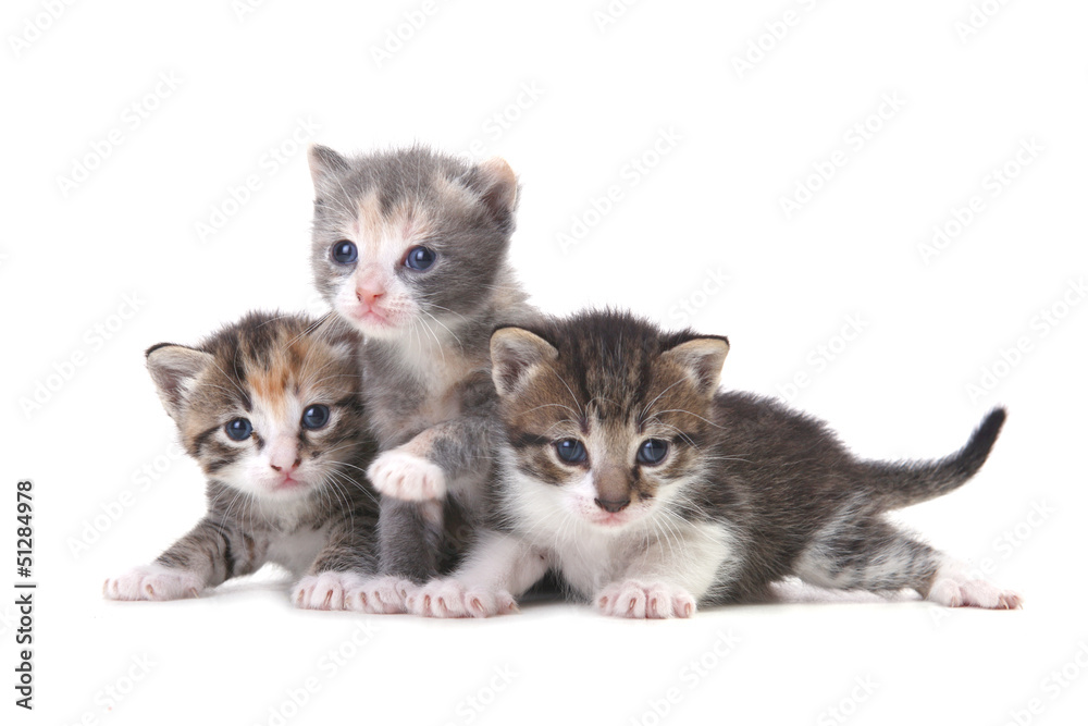Three Baby Kittens on a White Background