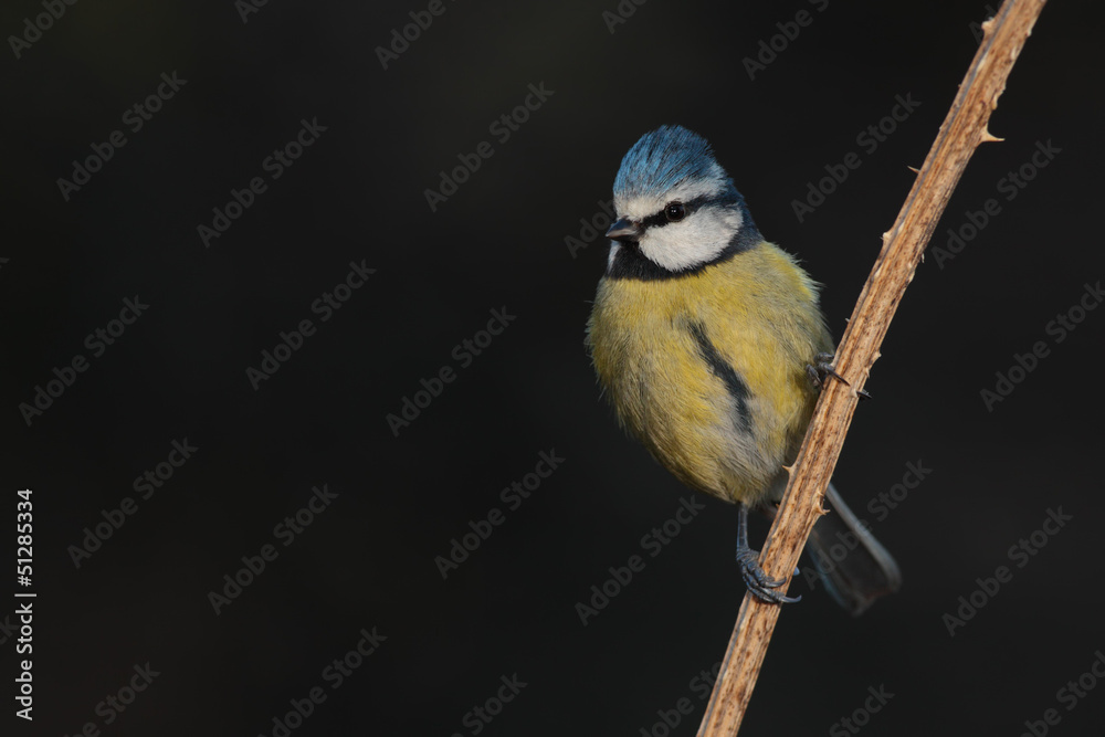 Obraz premium Herrerillo común