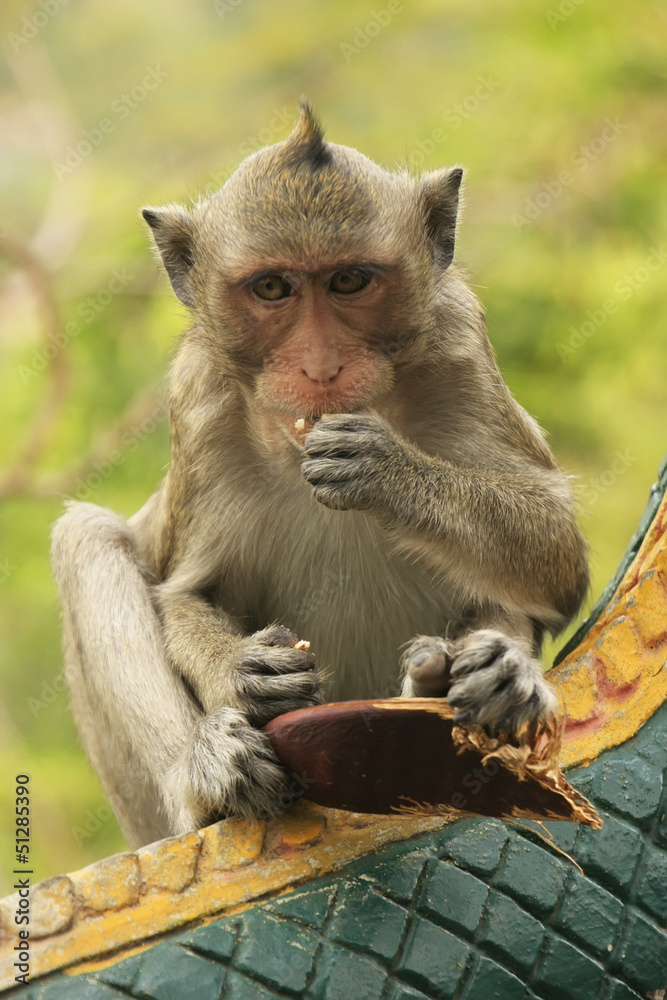 Long-tailed macaque playing at Phnom Sampeau, Battambang, Cambod