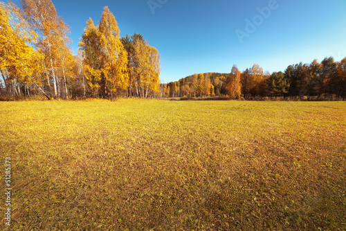 beautiful autumn forest