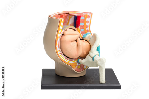 pregnancy pelvis anatomy model on white background with work pat