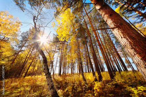 beautiful autumn forest © Siberia