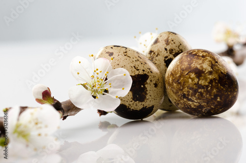 Quail egg and an apricot branch blossom