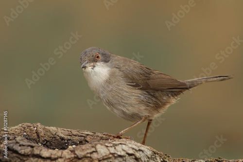 Curruca cabecinegra hembra en un tronco