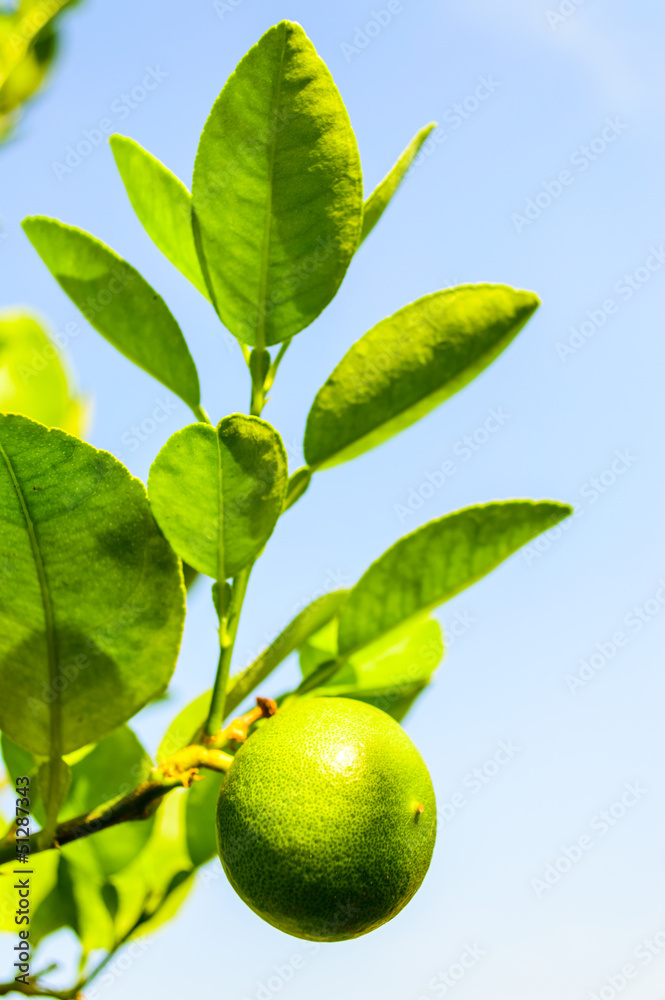 Fresh green limes on garden tree close up. Fresh green limes on garden tree close up.