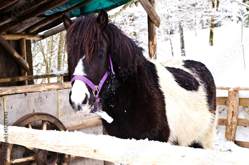 Pony at the barnyard covered with snow