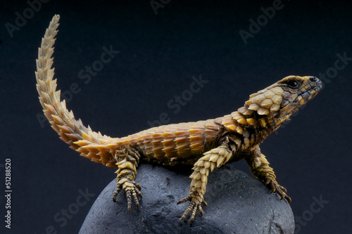 Obraz na plátně Armadillo lizard / Cordylus cataphractus