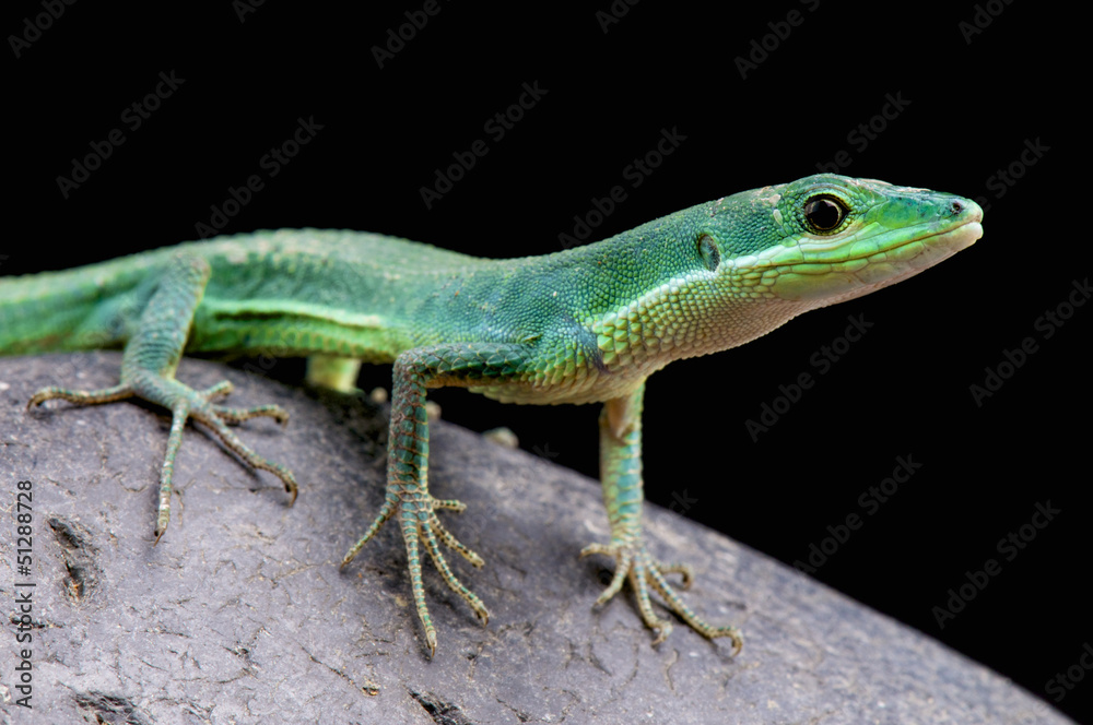 Emerald grass lizard / Takydromus smaragdinus