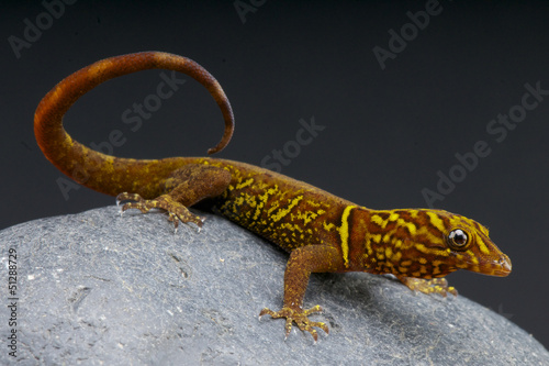 Variegated gecko / Gonatodes cecilae