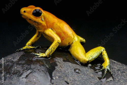 Orange poison frog / Phylloates terribilis