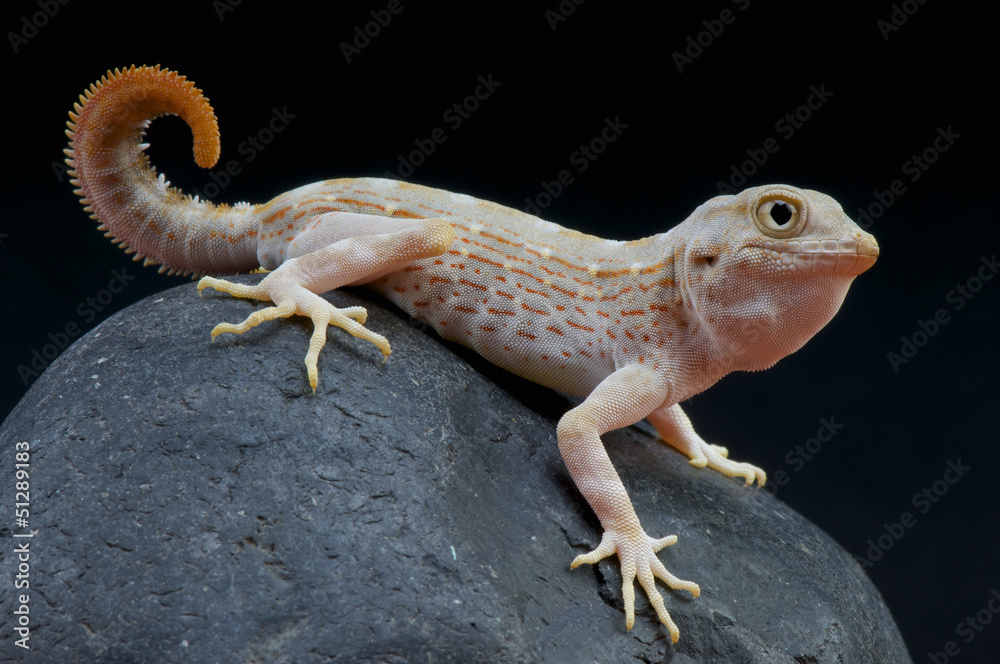 Naklejka premium Scorpion gecko / Pristurus carteri