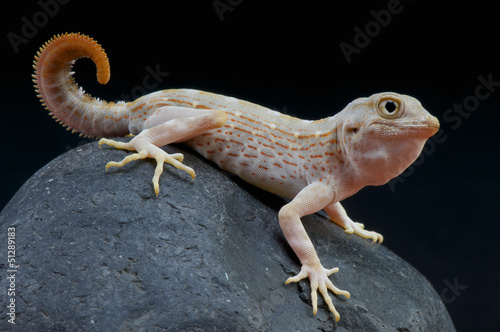 Scorpion gecko / Pristurus carteri photo