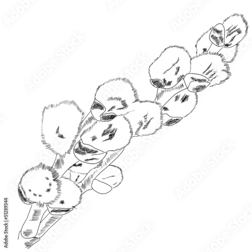 Floral background with pussy willow (catkin). Vector illustratio