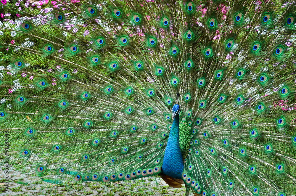 Naklejka premium Portret pawia z piórami