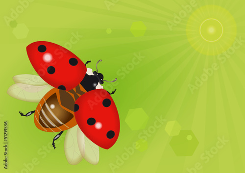 Fliegender Marienkäfer