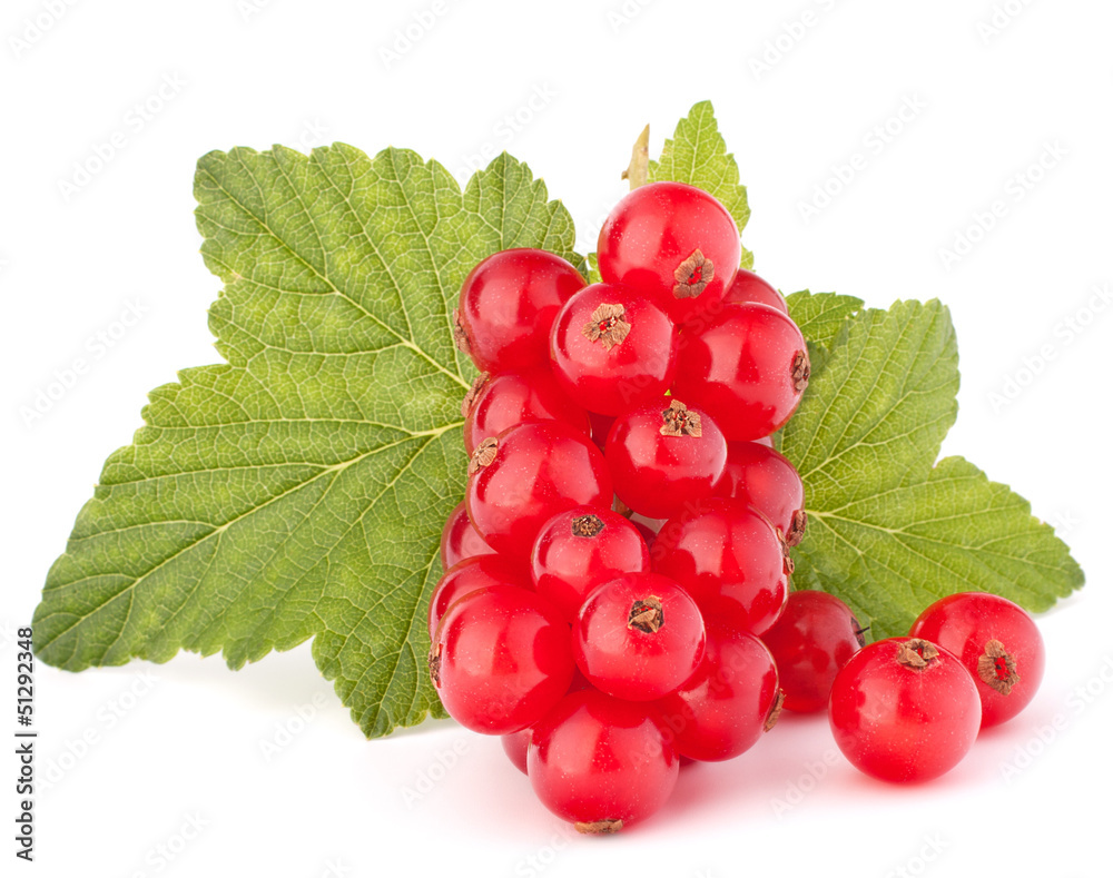Red currants and green leaves still life Red currants and green leaves still life