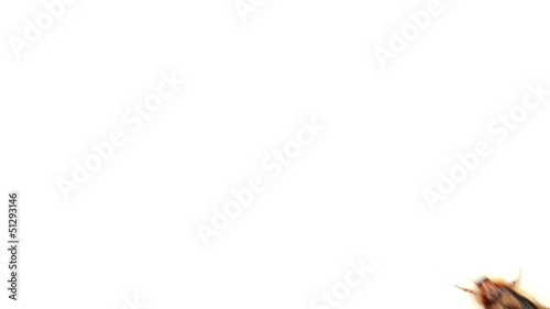 Cockroaches running on a white background