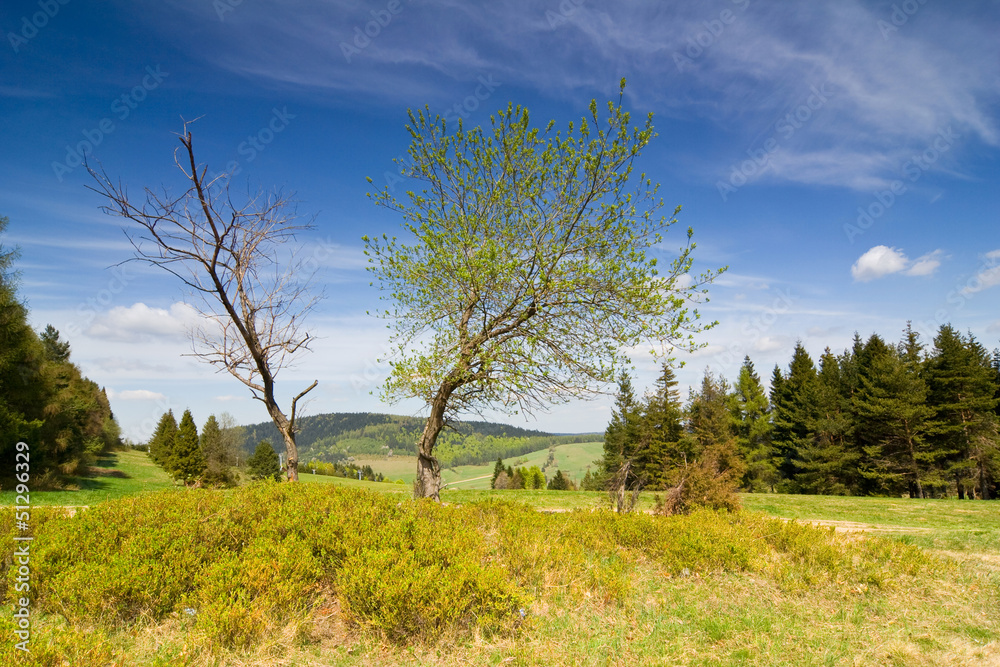 Landscape with tree