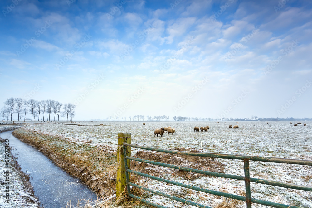 sheep on winter pasture