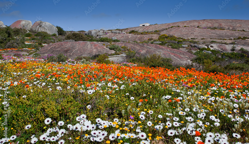 Fototapeta premium landscape with field flowers