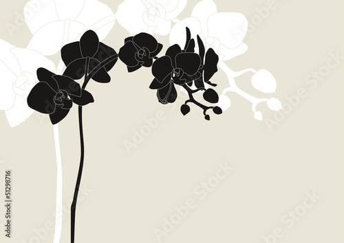 Orchidee 3