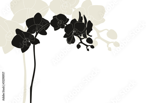 Orchidee 4