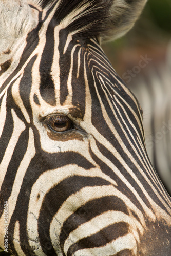 Zebra close up on eye