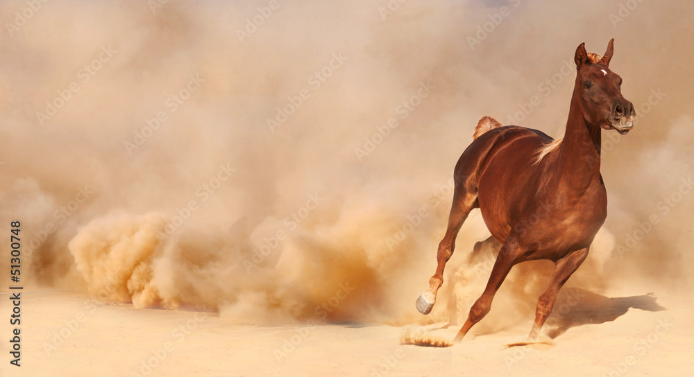 Purebred Arabian Horse
