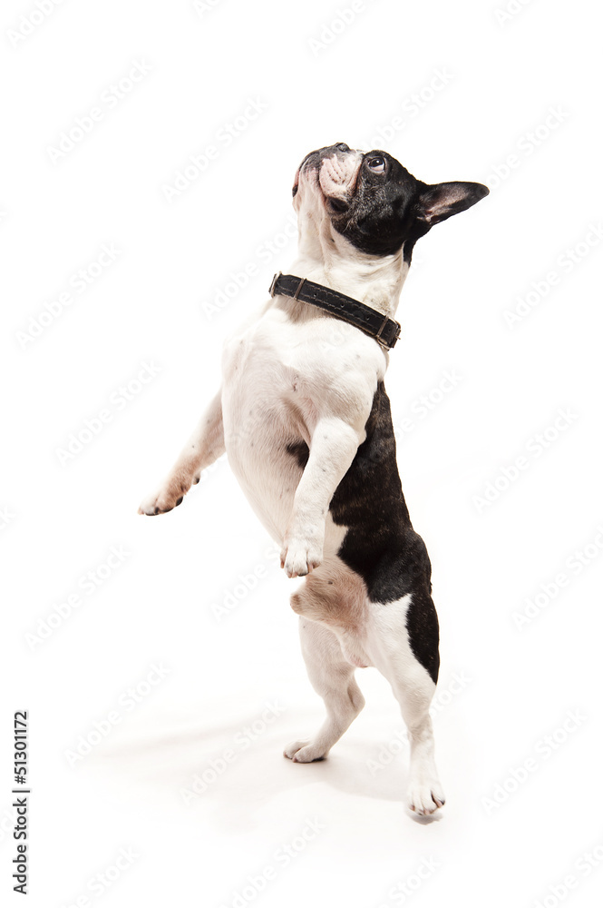 Bulldog on white background jump up