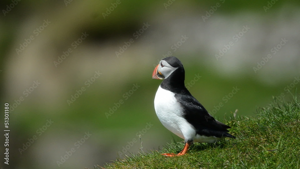 Puffin standing on grass, Mykines, Faroe Islands Puffin standing on grass, Mykines, Faroe Islands