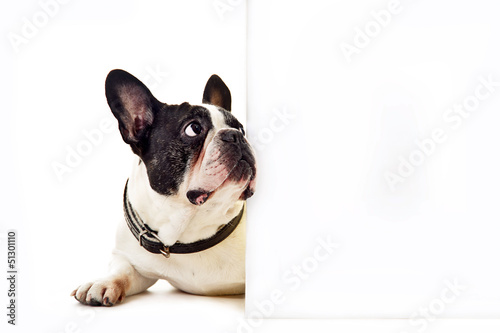 Dog on white background and copy space