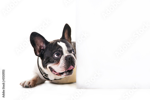 Dog with white card over bright background