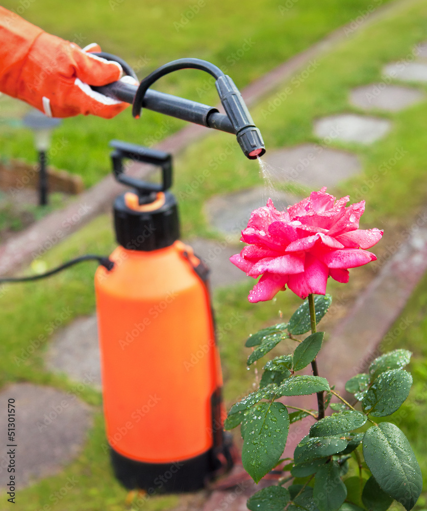 Naklejka premium Protecting plant from vermin with pressure sprayer