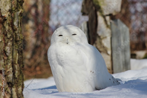 Schnee-Eule im Schnee (snow owl)
