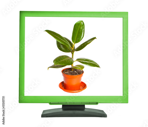 Ficus in a pot on the monitor screen photo