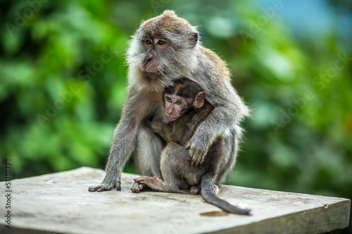 Monkey and baby © Margarita SoulRay