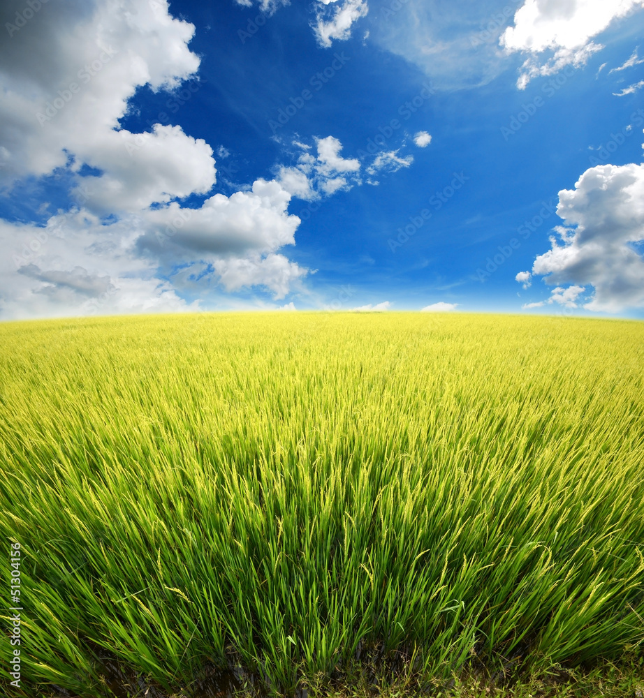 green grass blue sky flower rainbow green grass blue sky flower rainbow