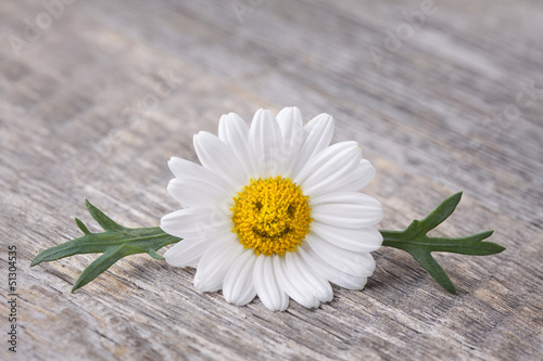 Fototapeta Naklejka Na Ścianę i Meble -  Chamomile flower